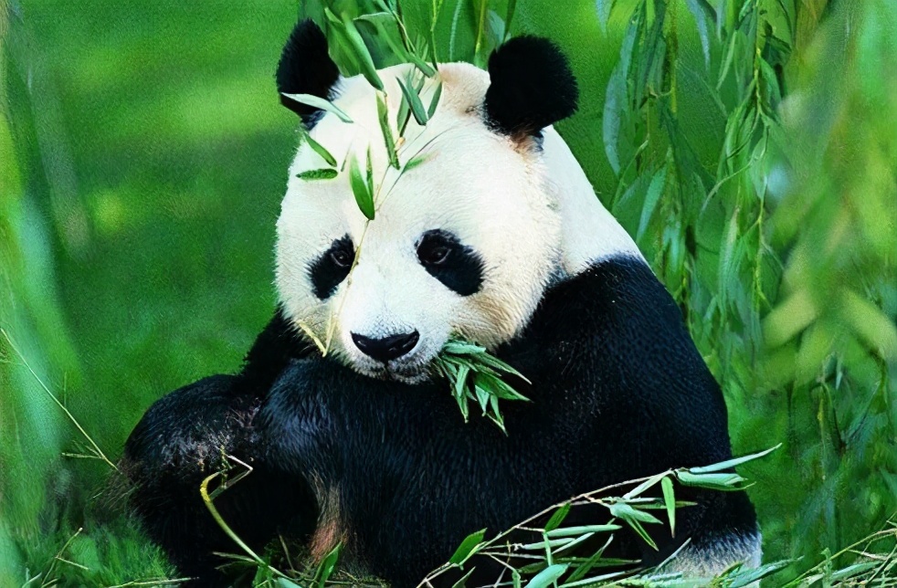 丁真：家在四川 其實(shí)四川很美，現(xiàn)在掉頭去四川還來(lái)得及！