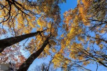 除了看紅葉還能干啥？峨眉山秋季打卡清單，解鎖N種耍法！