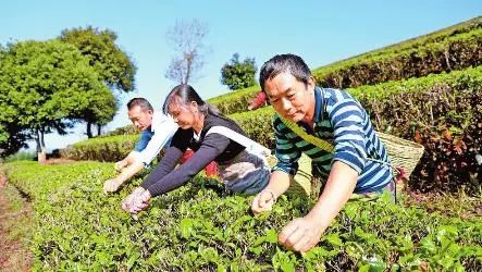 云南春茶開采！